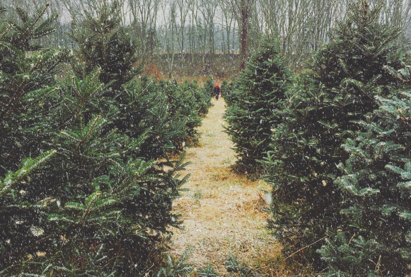 Tree farm