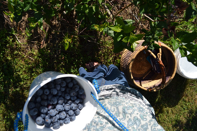 Harvesting fresh blueberries from the homestead blueberry patch on a summer morning.