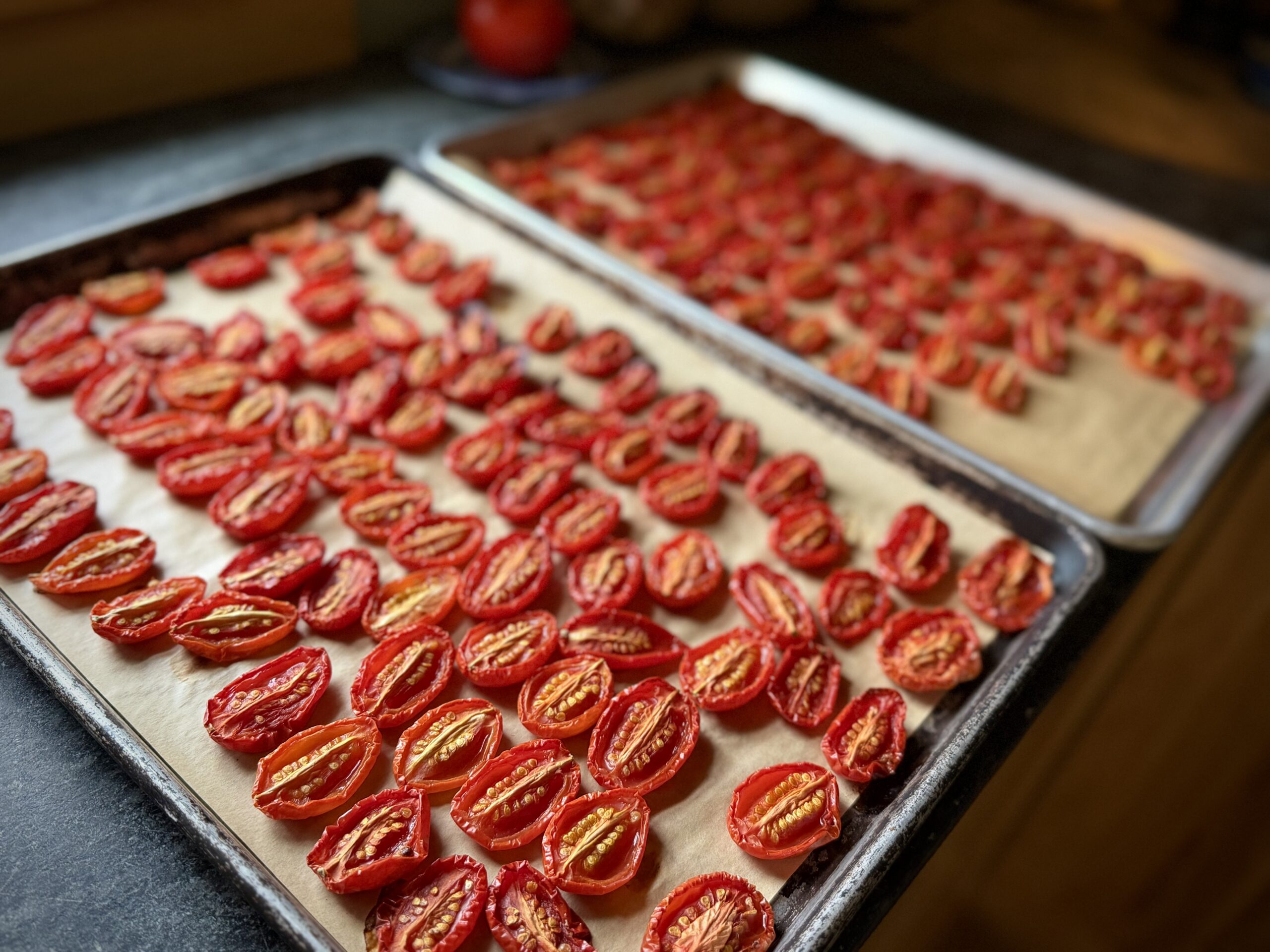 Oven-roasted Juliet tomato halves on parchment-lined baking sheets, with wrinkled skins and concentrated red color, ready for freezer storage.