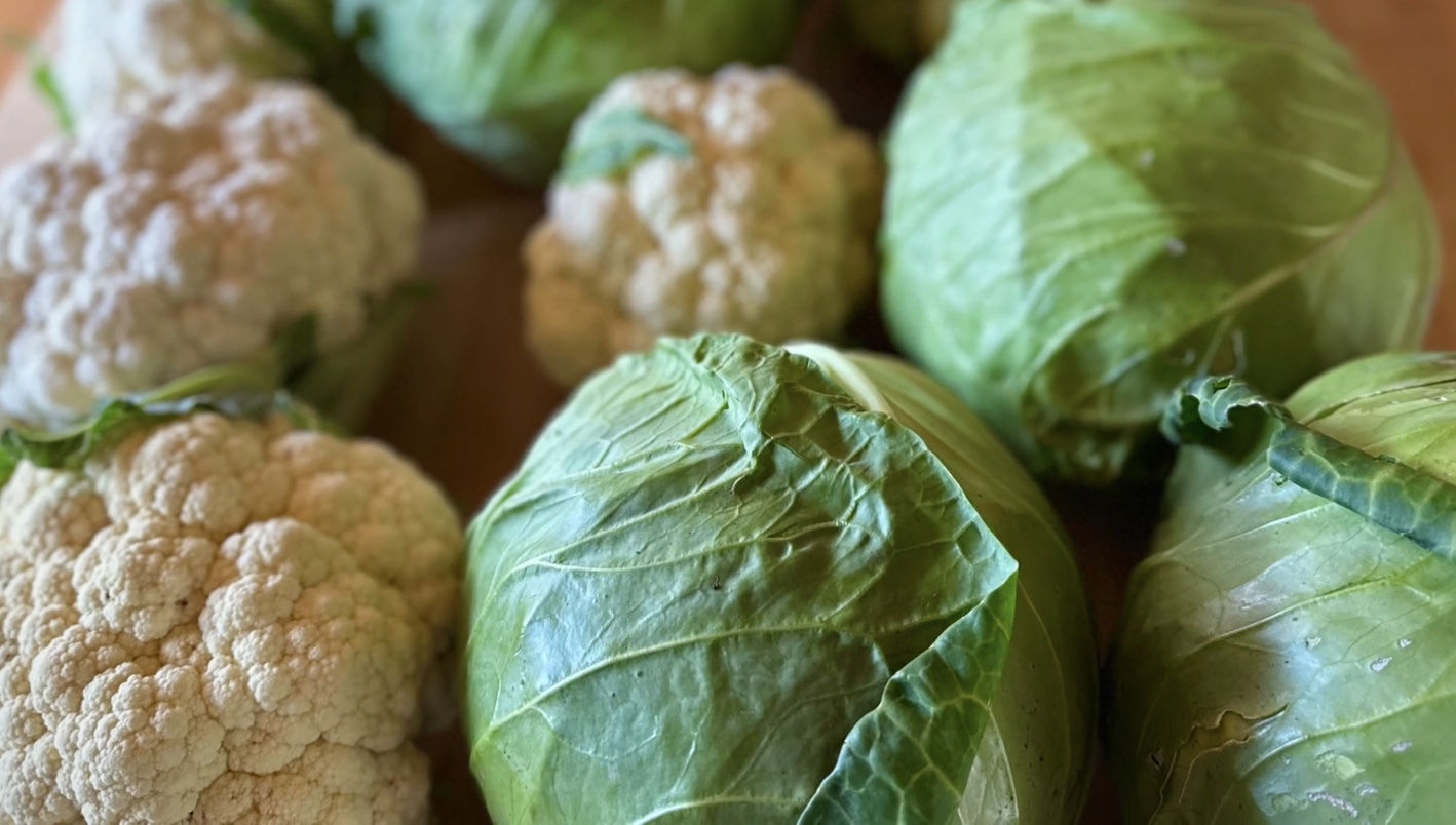 Freshly harvested green cabbage heads ready for making stuffed cabbage rolls.