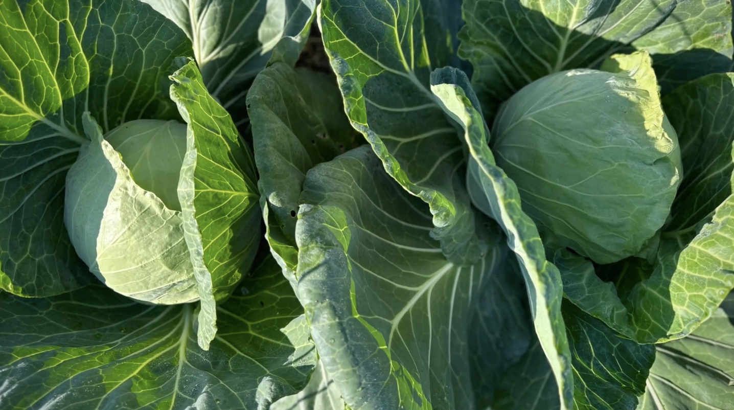Heads of green cabbage growing in the garden before harvest for homemade stuffed cabbage rolls.